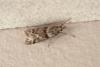 Eudonia angustea